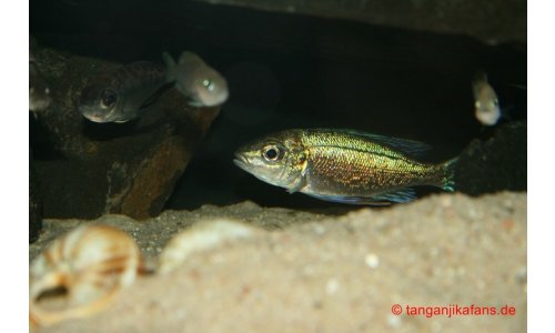 Cyathopharynx foai Kabogo